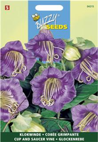 Cobaea scandens violetblauw 1gram - afbeelding 3