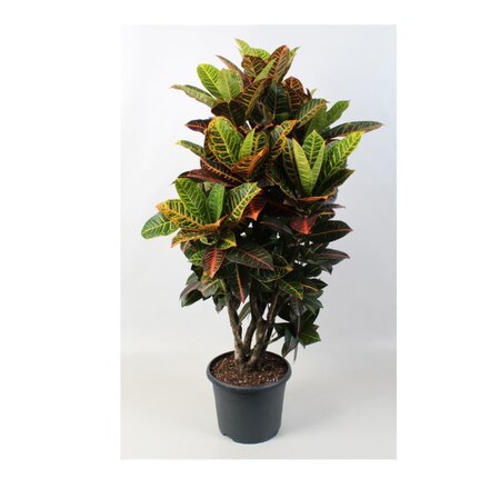 Codiaeum var. GR 'Petra'