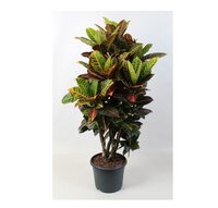Codiaeum var. GR 'Petra'