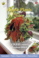 Coleus blumei regenboogmix 0.25g - afbeelding 4