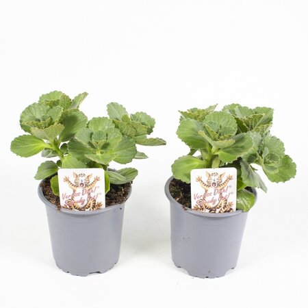 Coleus verpiss-dich 'Katteschrik' - afbeelding 1