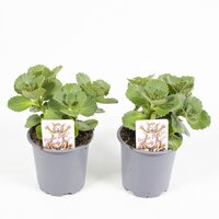 Coleus verpiss-dich 'Katteschrik'