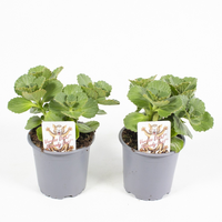 Coleus verpiss-dich 'Katteschrik' - afbeelding 2