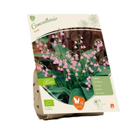 Convalaria bio roze 2st