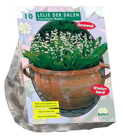 Convallaria majalis 10st