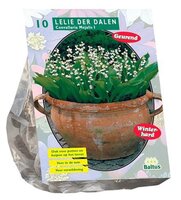 Convallaria majalis 10st