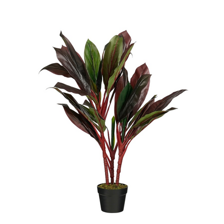 Cordyline in pot d70h90cm rood