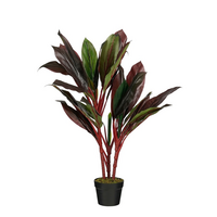 Cordyline in pot d70h90cm rood
