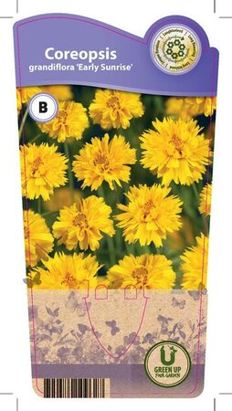 Coreopsis gra. 'Early Sunrise'