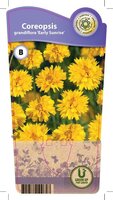 Coreopsis gra. 'Early Sunrise'