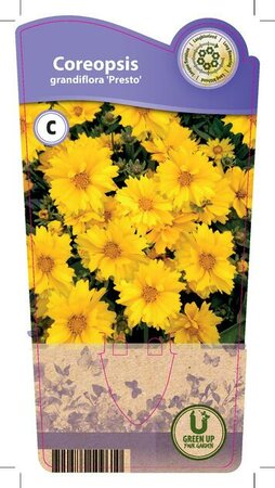 Coreopsis gra. 'Presto'