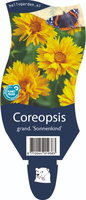 Coreopsis gra. 'Sonnenkind'