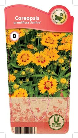Coreopsis gra. 'Sunfire'