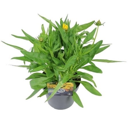 Coreopsis grandiflora Pot 13cm.