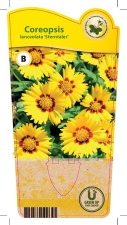 Coreopsis lan. 'Sterntaler'