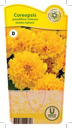 Coreopsis 'Solanna® Golden Sphere'