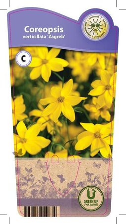Coreopsis ver. 'Zagreb'