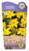 Coreopsis ver. 'Zagreb'
