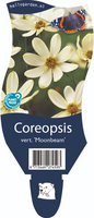 Coreopsis vert. 'Moonbeam'