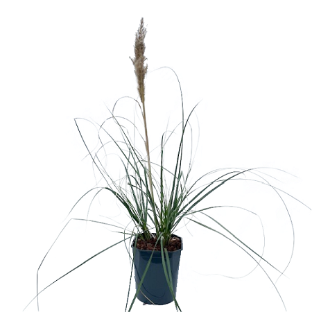 Cortaderia se. 'Minipampas' h80/+cm.