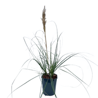 Cortaderia se. 'Minipampas' h80/+cm.