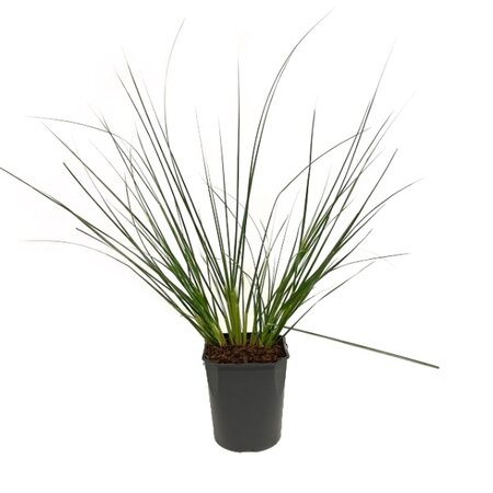Cortaderia se. 'Pumila' 5 liter pot