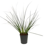 Cortaderia se. 'Pumila' 5 liter pot