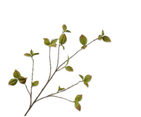 Corylustak l116cm groen