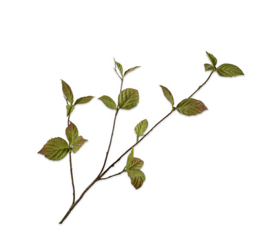 Corylustak l85cm groen