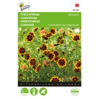 Cosmidium brunette 0.5g