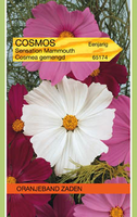 Cosmos bipinatus sensation mix 1g - afbeelding 3