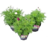 Cosmos bipinnatus Pot 23cm.