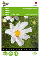 Cosmos hummingbird white