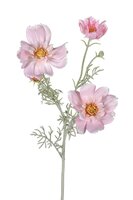Cosmos l75cm geel