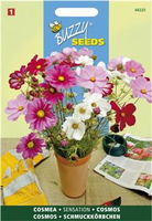 Cosmos sensation mix 1gram - afbeelding 4
