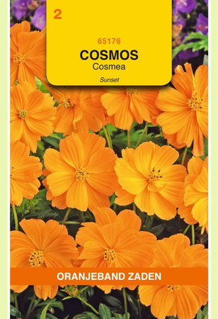 Cosmos sulphurea oranje-rood 1gram - afbeelding 1