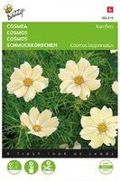 Cosmos xanthos (fsn) 10zdn
