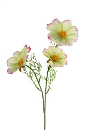 Cosmossteel l65cm groen/roze