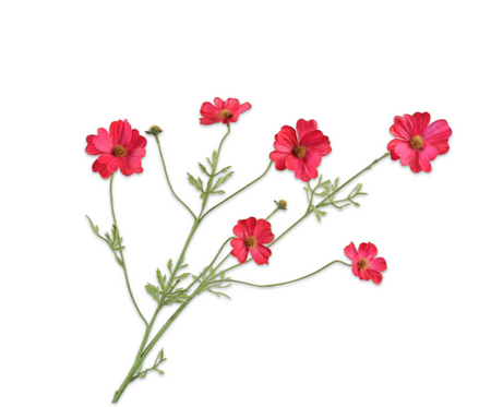 Cosmossteel l77cm beauty