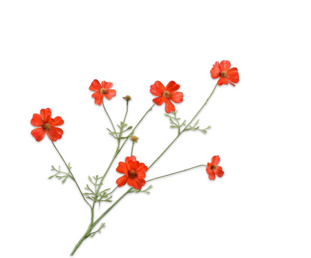 Cosmossteel l77cm oranje/rood