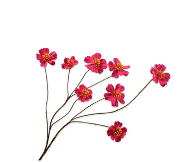 Cosmostak l77cm fuchsia