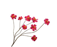 Cosmostak l77cm fuchsia