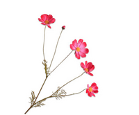 Cosmostak l92cm beauty