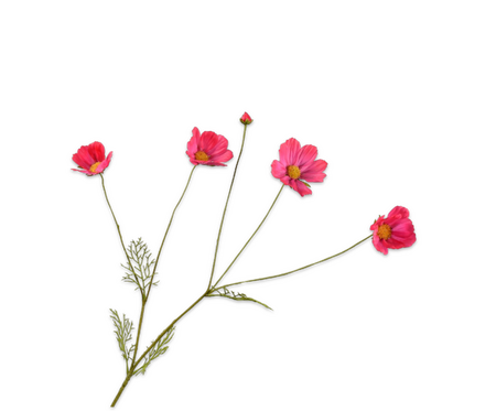 Cosmostak l92cm beauty