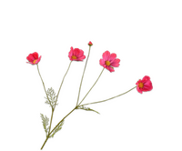 Cosmostak l92cm beauty