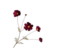 Cosmostak l92cm bordeaux