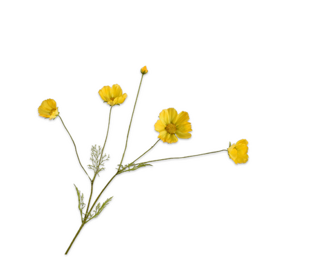 Cosmostak l92cm geel