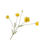 Cosmostak l92cm geel