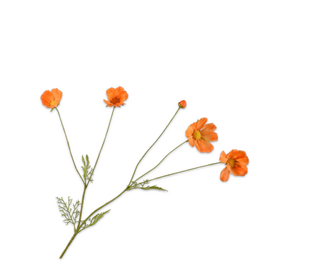 Cosmostak l92cm lichtoranje