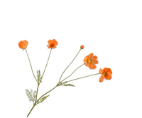 Cosmostak l92cm lichtoranje